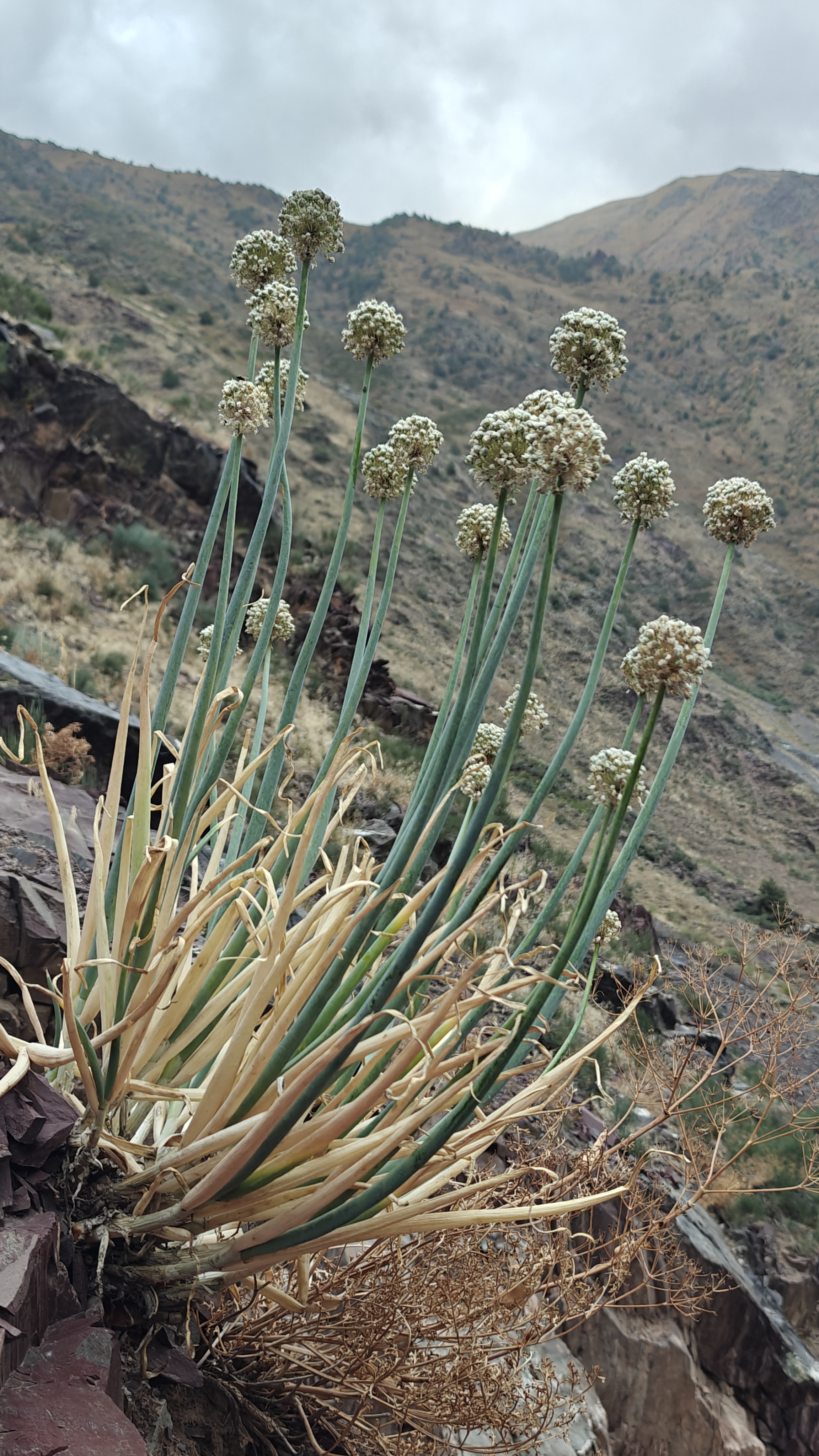 Allium galanthum