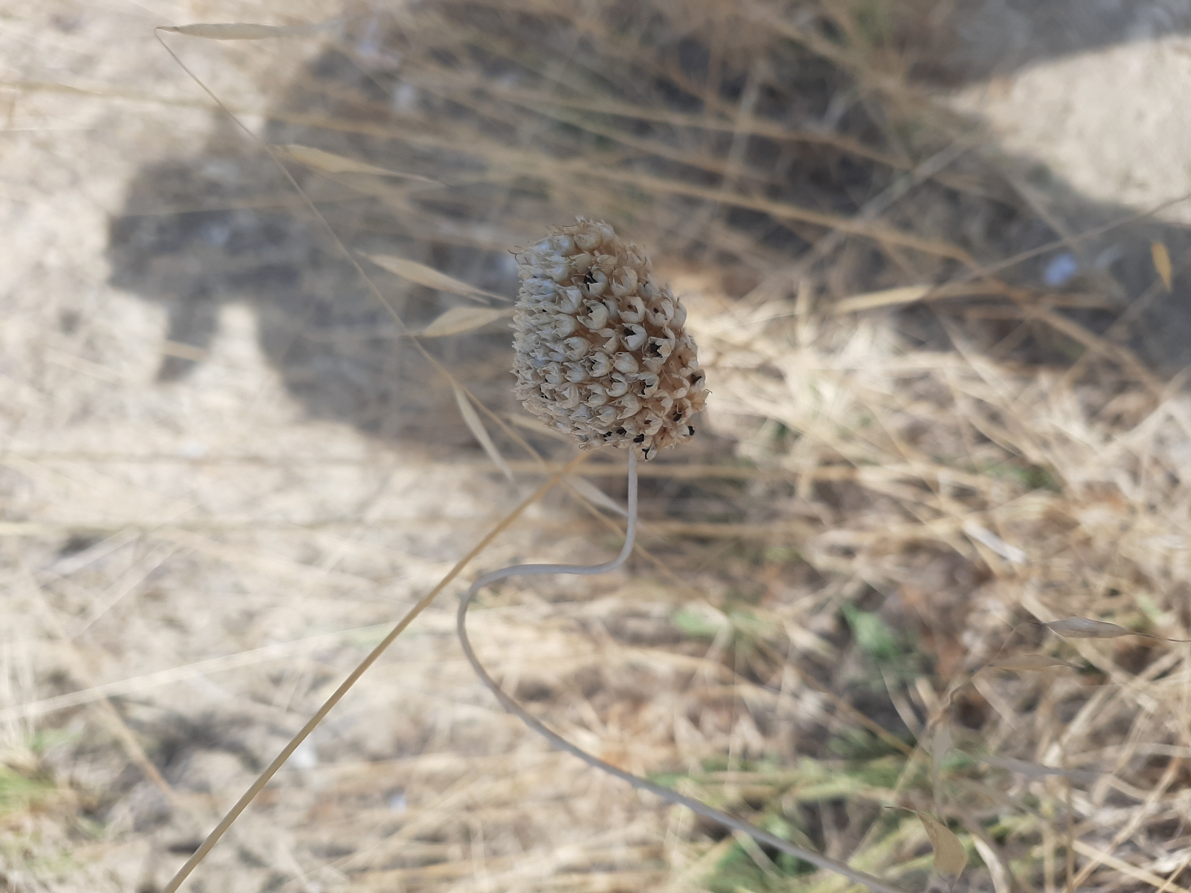 Allium growing in an abandoned field