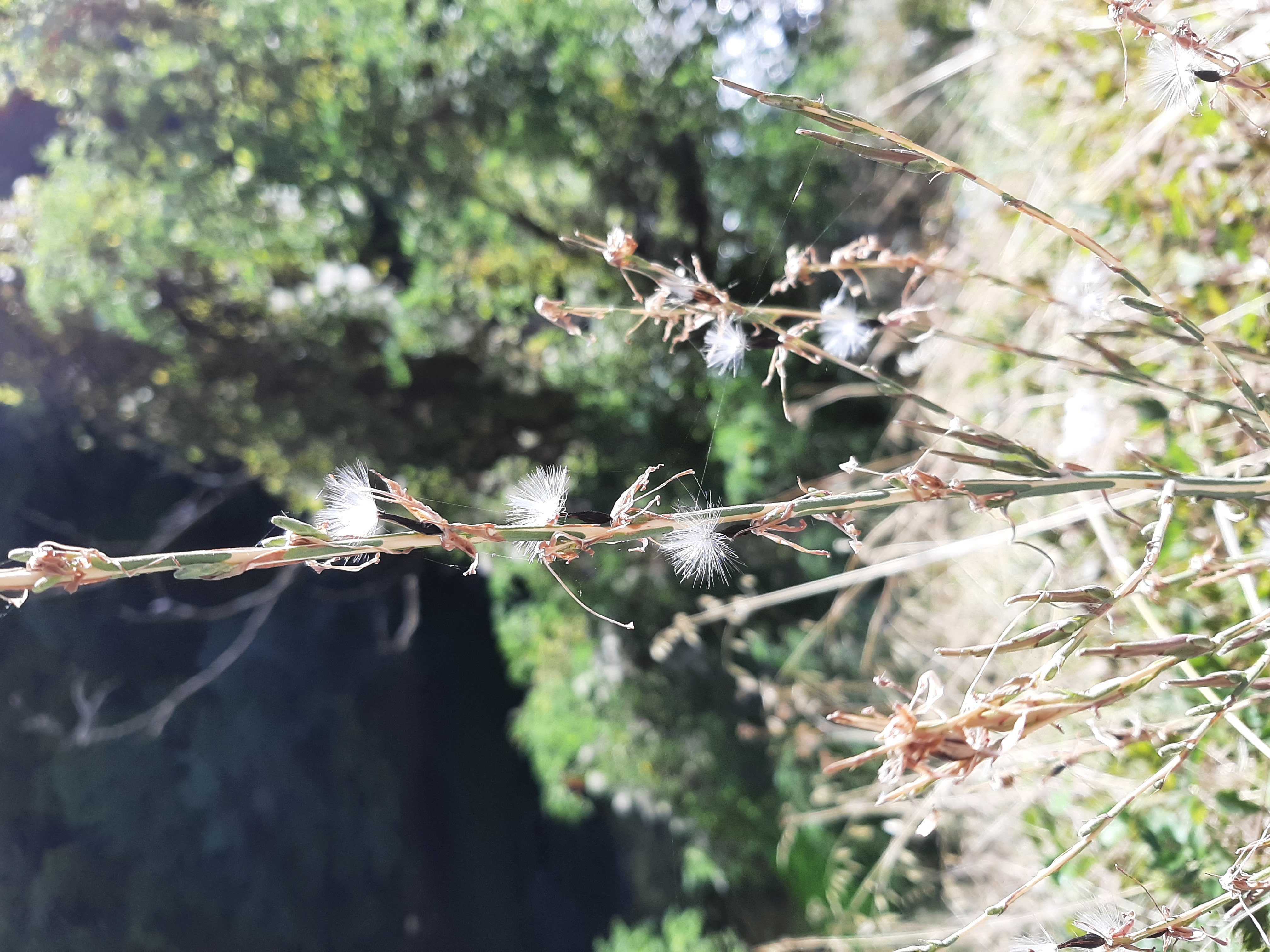 Lactuca viminea with black seeds